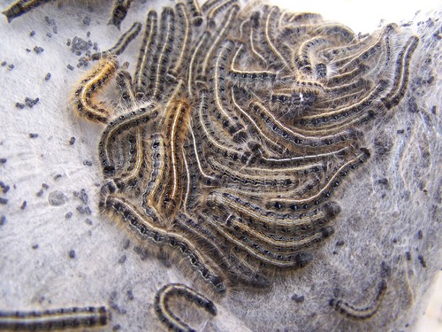 Eastern Tent Caterpillar Moth, photo 6 of 8