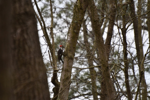 Pileated Woodpecker photographed in Delaware