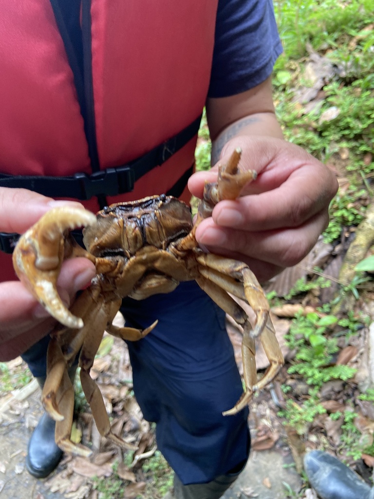 Sylviocarcinus devillei