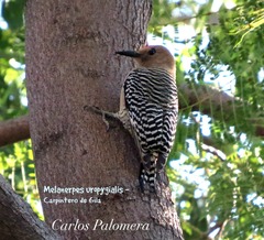Melanerpes uropygialis