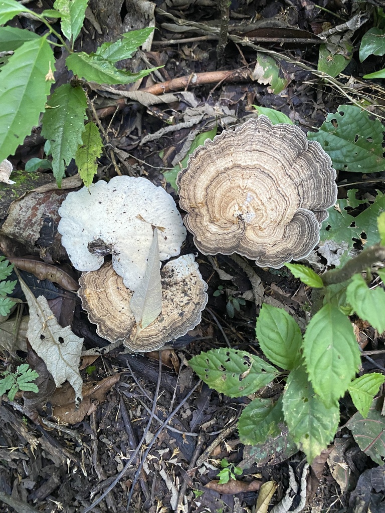 Trametes menziesii · March 2024 · photo: © april_coulon (iNaturalist, cc0)