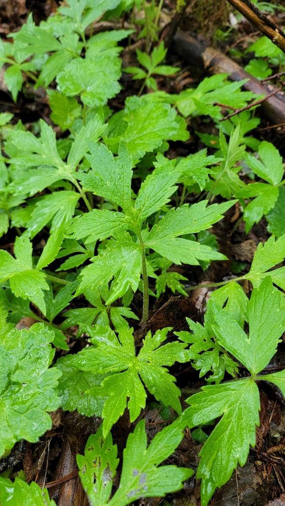 Pacific Waterleaf from Bellingham, WA 98229, USA on April 6, 2024 at 01 ...