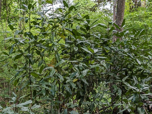 Magnolia grandiflora