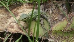 Stenocercus trachycephalus