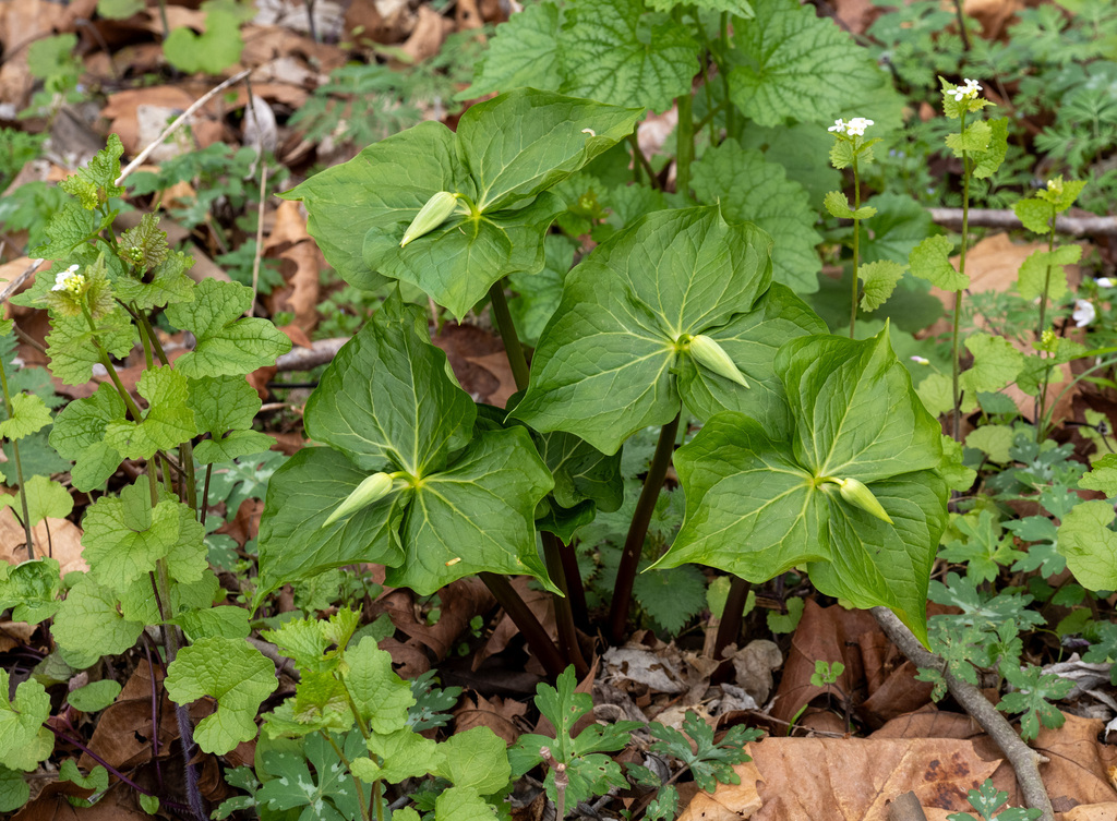 drooping trillium from Harford County, MD, USA on April 6, 2024 at 01: ...