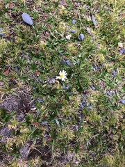 Hypochaeris taraxacoides