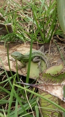 Stenocercus trachycephalus