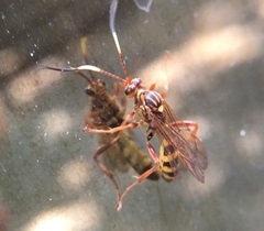 Setanta parsimonica