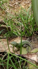 Stenocercus trachycephalus