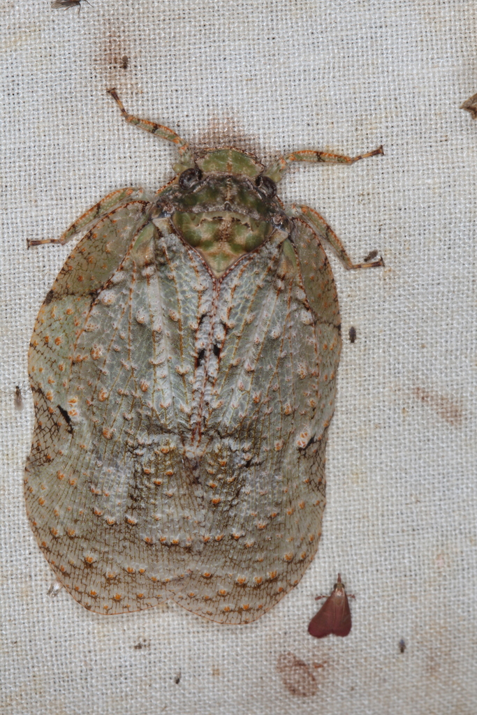 Flatolystra semibasalis