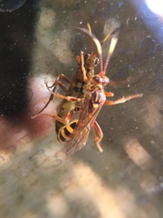 Setanta parsimonica