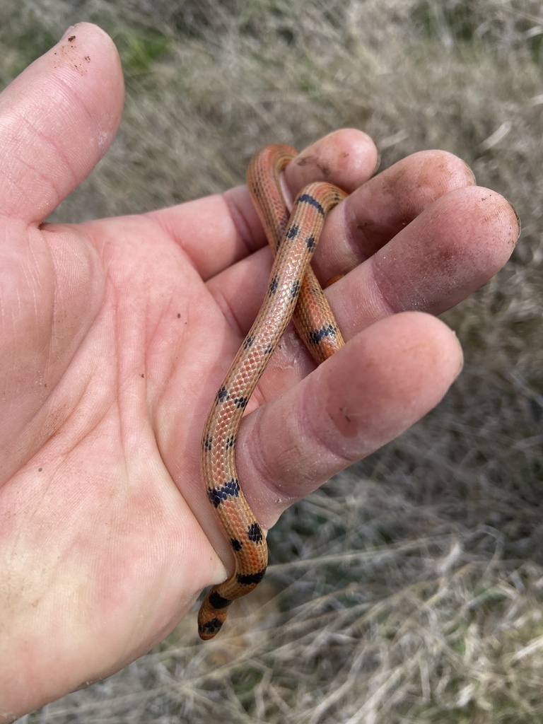 Great Plains Ground Snake in April 2024 by ethanroyal · iNaturalist