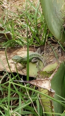 Stenocercus trachycephalus