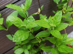 Achetaria azurea