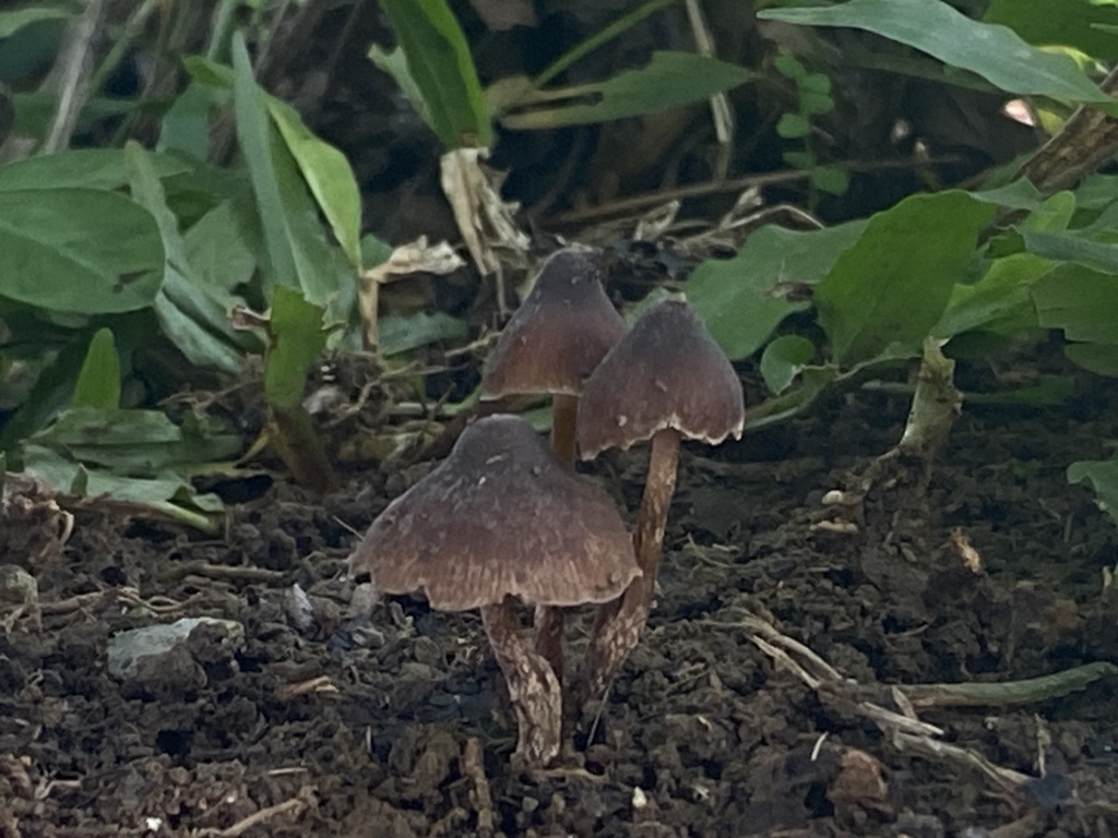 Psilocybe moseri · March 2024 · photo: © april_coulon (iNaturalist, cc0)