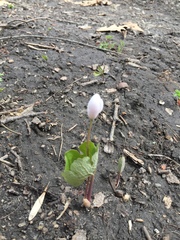 Sanguinaria canadensis