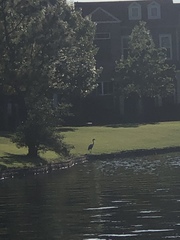 Ardea herodias