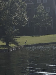 Ardea herodias