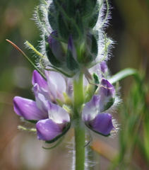 Lupinus microcarpus microcarpus