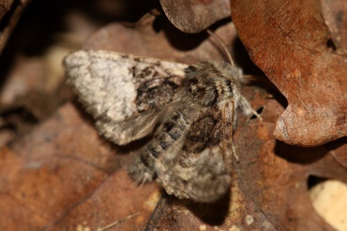 Nut-Tree Tussock