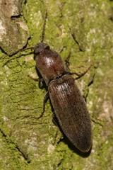 Agriotes pilosellus