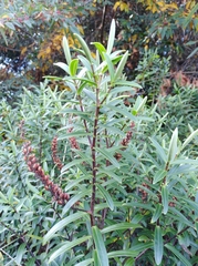 Veronica strictissima