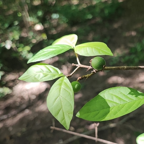 Foto de Dendê-bravo