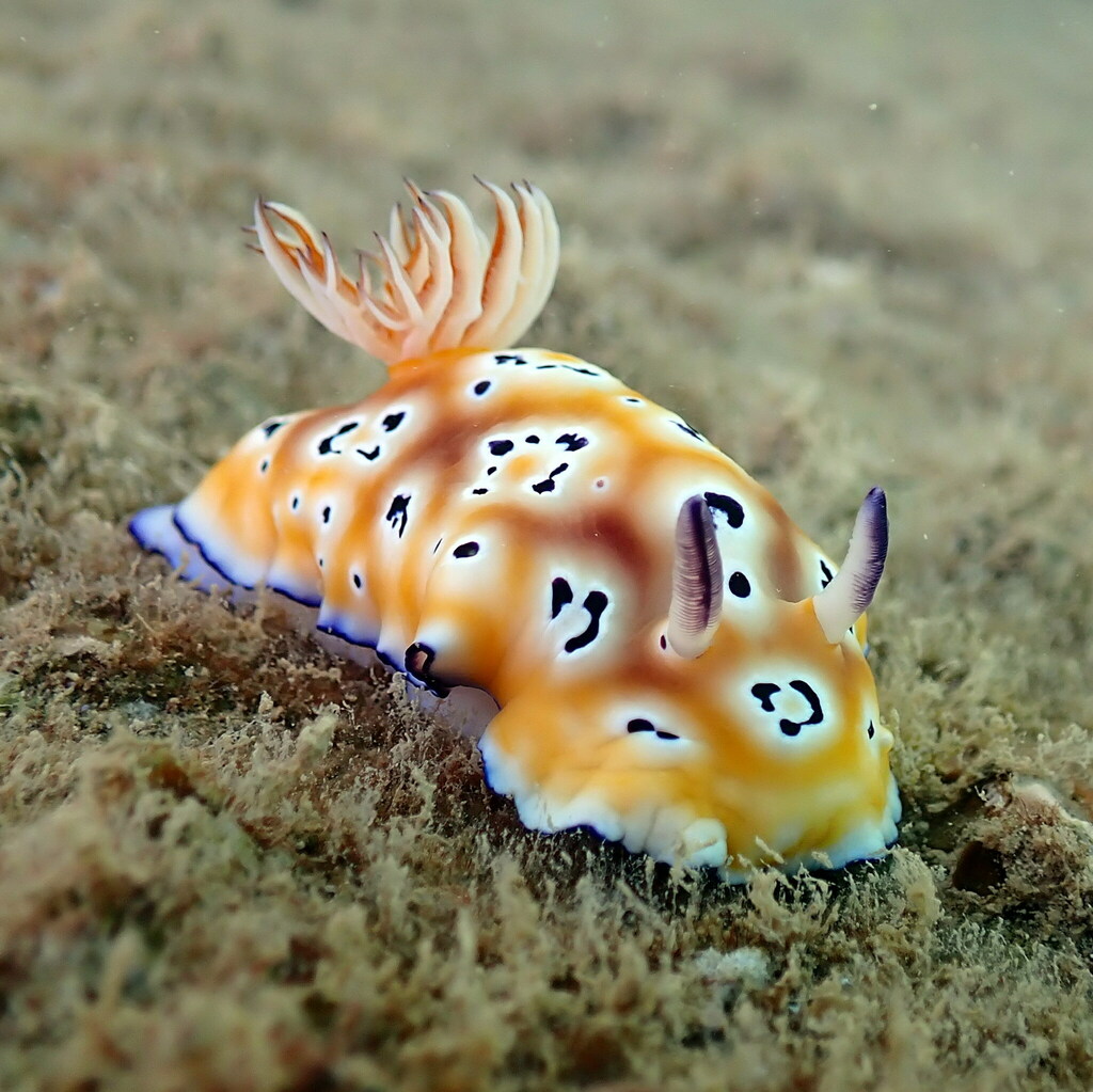 Photo of Leopard goniobranchus (Goniobranchus leopardus)