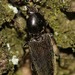 Dicronychus cinereus - Photo (c) Martin Grimm, algunos derechos reservados (CC BY-NC), subido por Martin Grimm