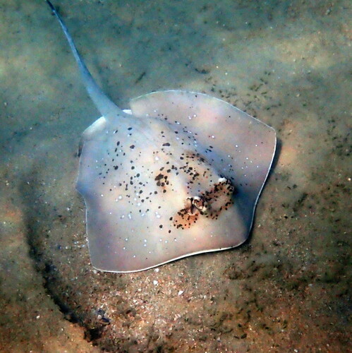 Coral Sea Maskray, photo 8 of 10