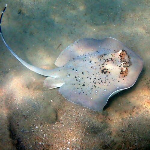 Coral Sea Maskray, photo 7 of 10