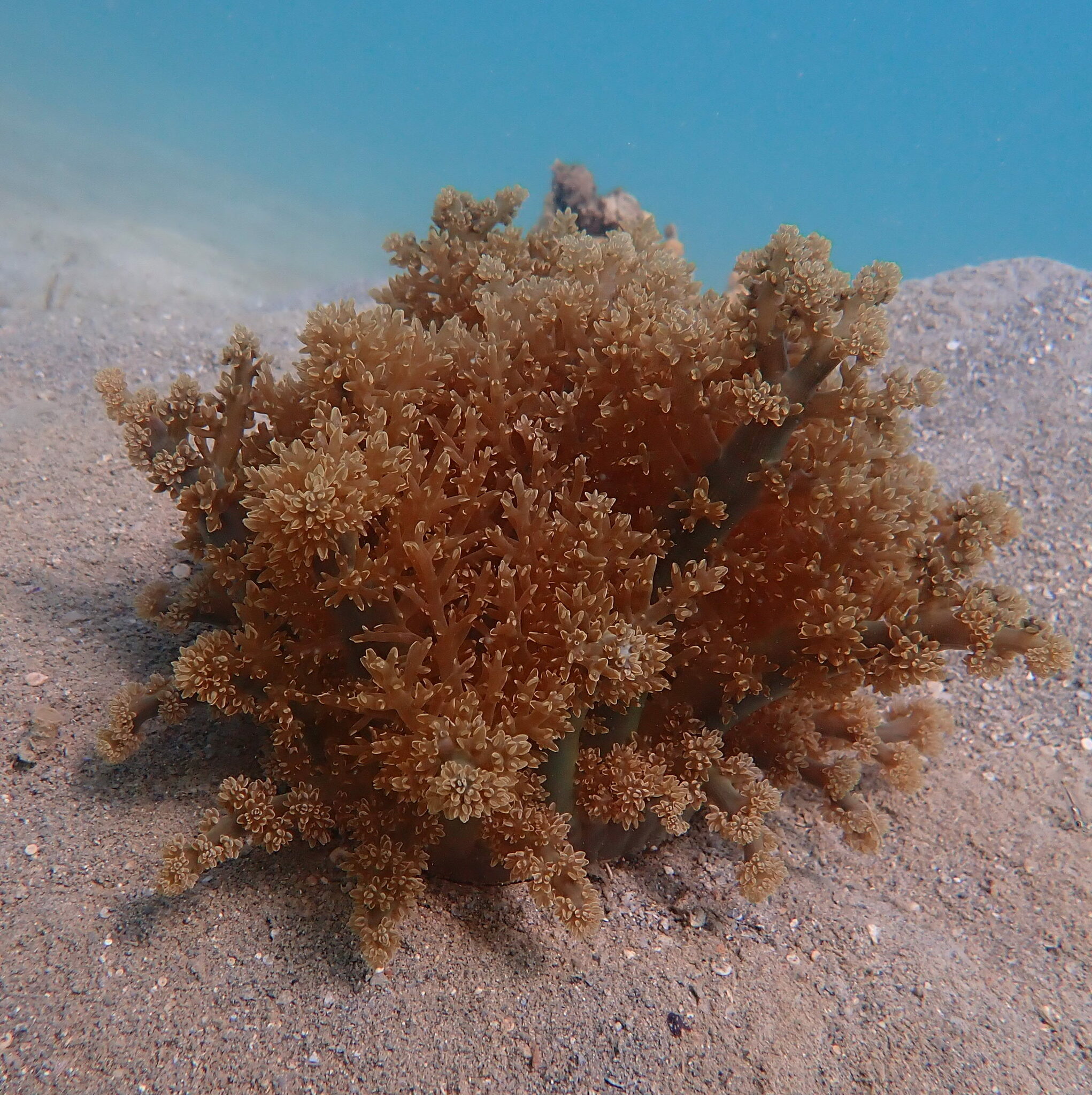Actinodendron arboreum (Quoy & Gaimard, 1833)