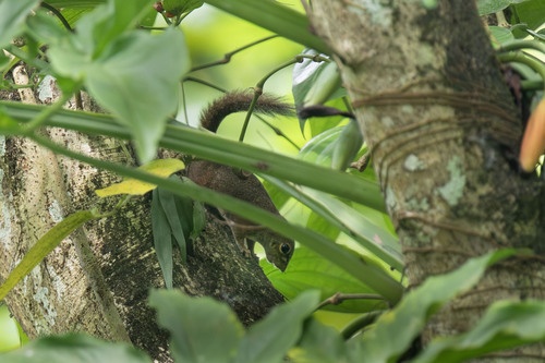Slender Squirrel