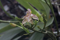 (c) Kristof Zyskowski, some rights reserved (CC BY) Phalaenopsis cornu-cervi, photograph (c) Kristof Zyskowski, some rights reserved (CC BY)
