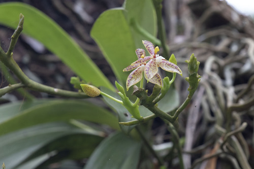 Phalaenopsis cornu-cervi, photograph 2