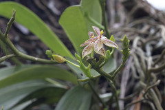 (c) Kristof Zyskowski, some rights reserved (CC BY) Phalaenopsis cornu-cervi, photograph (c) Kristof Zyskowski, some rights reserved (CC BY)