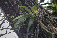 (c) Kristof Zyskowski, some rights reserved (CC BY) Phalaenopsis cornu-cervi, photograph (c) Kristof Zyskowski, some rights reserved (CC BY)