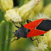 Redcoat Seed Bug - Photo (c) Jerry Oldenettel, some rights reserved (CC BY-NC-SA)