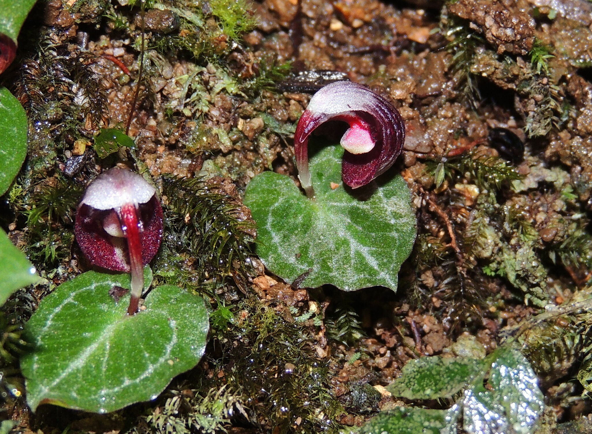 Nodding Helmet Orchid (Corybas abellianus)