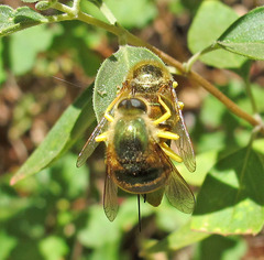 Eulonchus smaragdinus