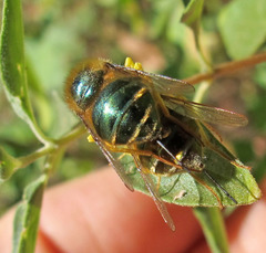 Eulonchus smaragdinus