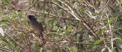 Spizella atrogularis