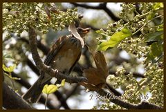 Turdus rufopalliatus