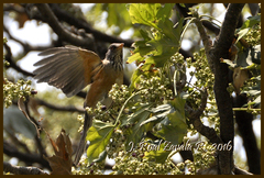 Turdus rufopalliatus
