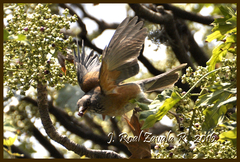 Turdus rufopalliatus
