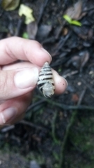 Drymaeus nigrofasciatus