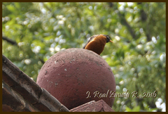 Turdus rufopalliatus