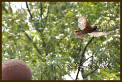 Turdus rufopalliatus