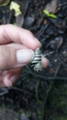 Drymaeus nigrofasciatus