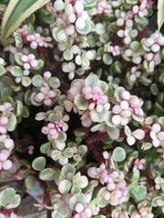 Portulacaria fruticulosa